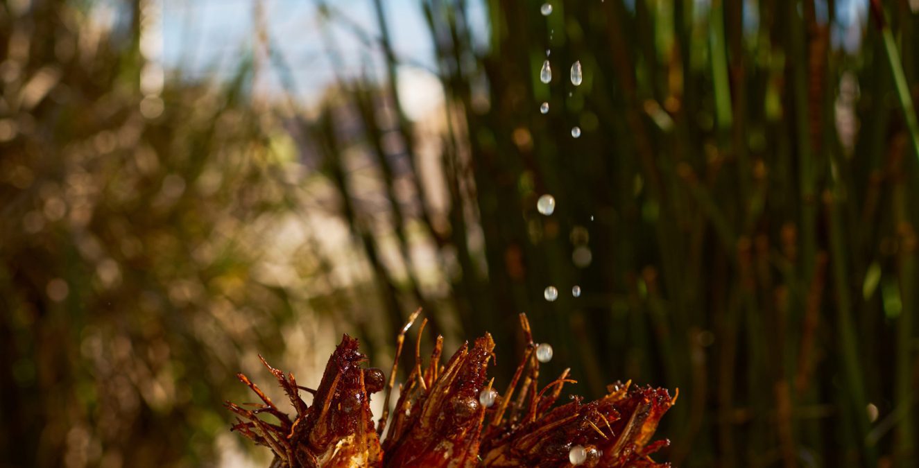 A Squirt of Lemon over Prawns