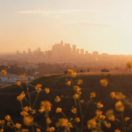 Yellow wildflowers frame the golden haze of the downtown Los Angeles skyline during a warm sunset.